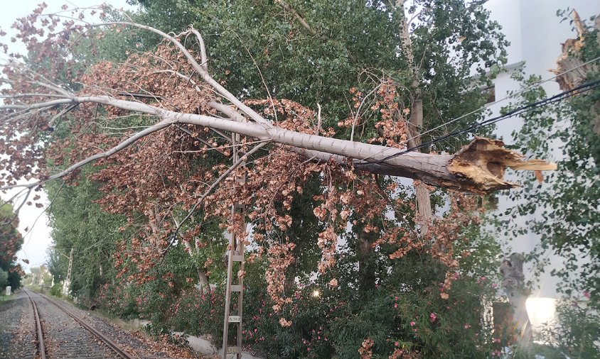 Imatge de l'arbre que està a punt de caure sobre l'antiga via fèrria a l'alçada de Vilafortuny