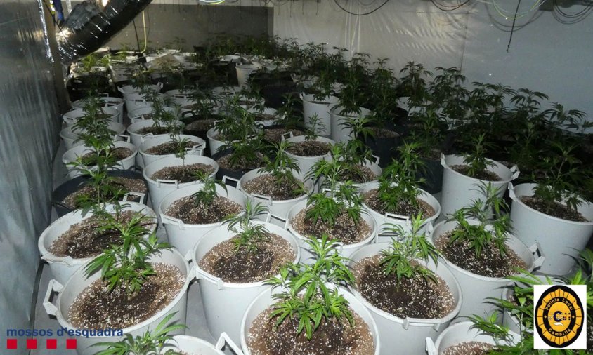 Imatge del cultiu indoor de cànnabis que s'ha desmantellat a Cambrils