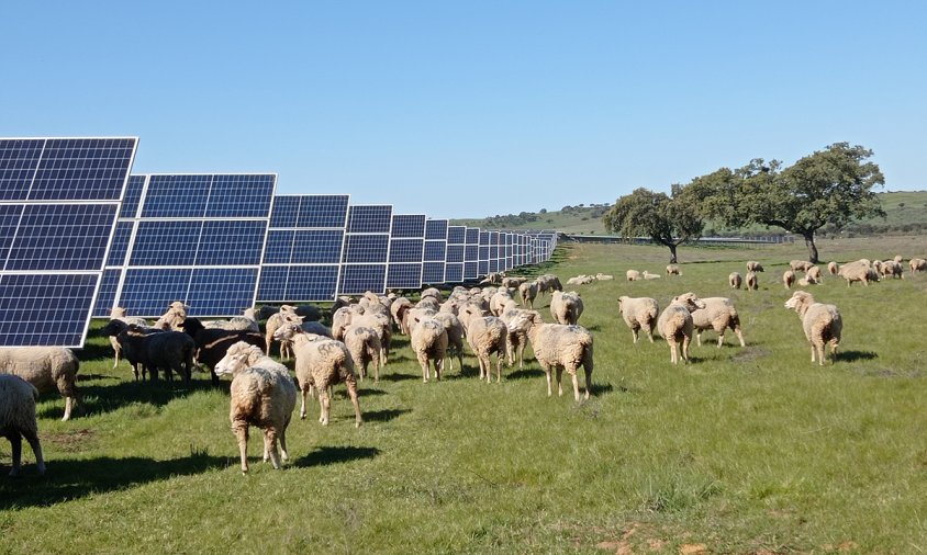 L’agrivoltaica consisteix a utilitzar el terreny que ocupa una planta fotovoltaica per a usos agrícoles o ramaders
