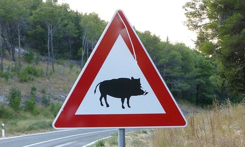 Senyal de perill de presència de porcs senglars
