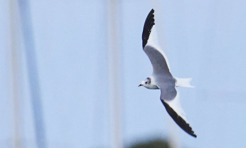 L'exemplar de gavineta cuaforcada detectada al port de Cambrils