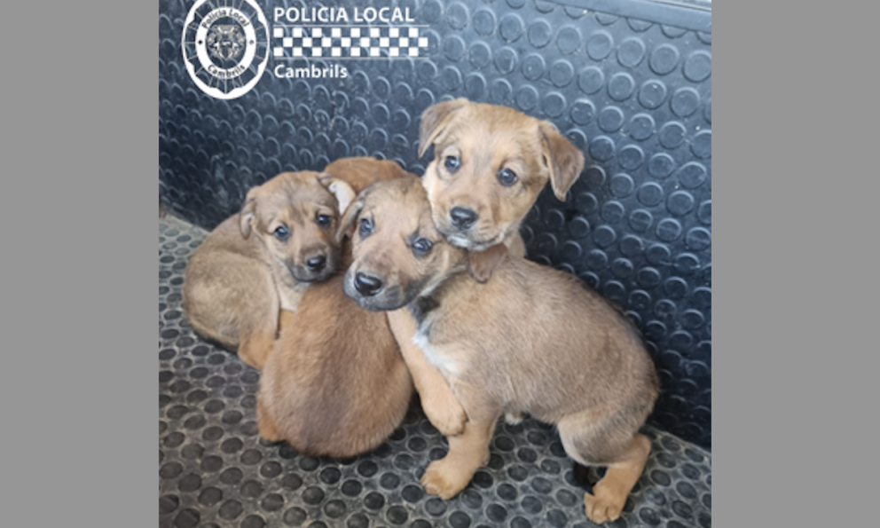 La Policia Local localitza quatre cadells de gos que van ser abandonats dins d'un sac al carrer