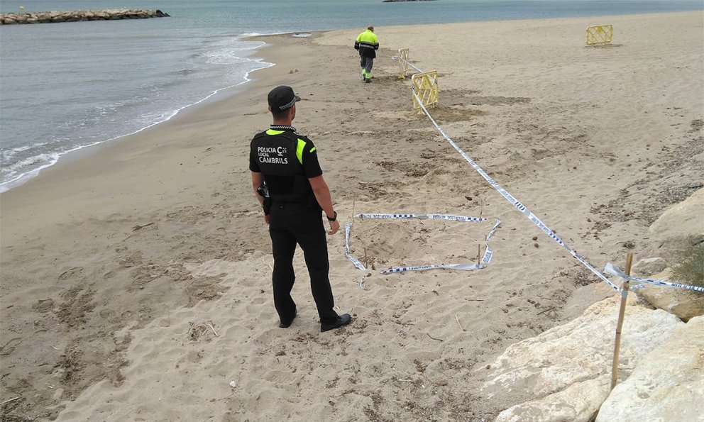 Es localitzen 15 tortugues babaues a la platja de l'Ardiaca 